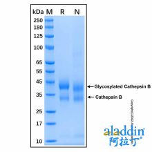 Recombinant Mouse Cathepsin B Protein