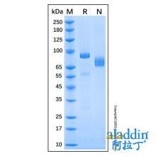 Recombinant Mouse HGF Protein