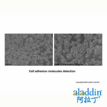 Recombinant Mouse ICAM-1/CD54 Protein