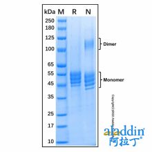 Recombinant Mouse IL-12/IL-23 p40 Monomer Protein