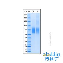 Recombinant Mouse IL-23R Protein