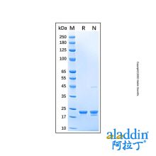 Recombinant Mouse Sonic Hedgehog/Shh Protein