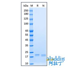 Recombinant Human Sonic Hedgehog Protein