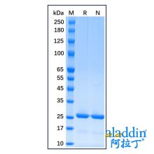 Recombinant Human Bcl-2 Protein