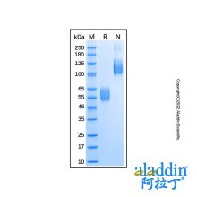 Recombinant Mouse Activin RIIB Protein