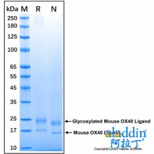 Recombinant Mouse OX40 Ligand/TNFSF4 Protein