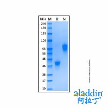 Recombinant Human BCMA/TNFRSF17 Protein