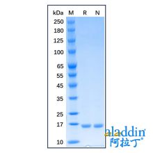Recombinant Human CD40 Ligand/TNFSF5 Protein