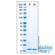 Recombinant Human CCL11/Eotaxin Protein