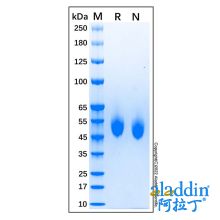 Recombinant Canine CD4 Protein