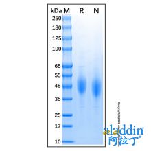 Recombinant Feline CD4 Protein