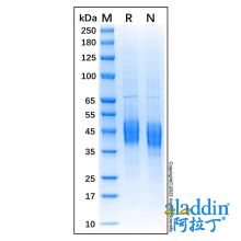 Recombinant Bovine CD4 Protein