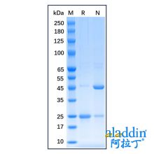 Recombinant Human Estrogen Receptor alpha Protein