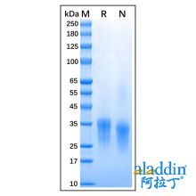 Recombinant Feline CD8 alpha Protein