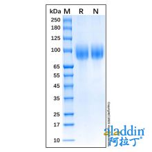 Recombinant Feline CD56 Protein