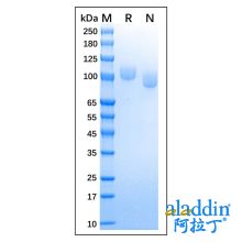 Recombinant Canine CD56 Protein