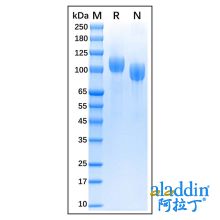 Recombinant Bovine CD56 Protein