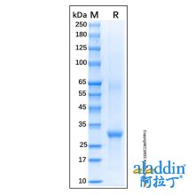 Recombinant Feline CD19 Protein