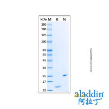 Recombinant Human CCL24/Eotaxin-2/MPIF-2 Protein