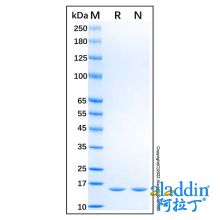 Recombinant Rat IL-1 alpha/IL-1F1 Protein