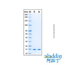 Recombinant Porcine IL-1 beta/IL-1F2 Protein