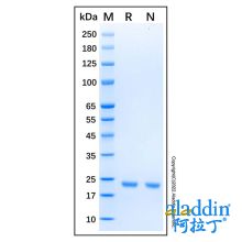 Recombinant Human KRAS (G12R) Protein