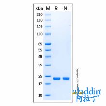 Recombinant Human KRAS(G12D, Q61H) Protein