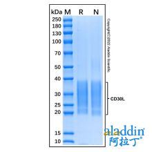 Recombinant Human CD30-L Protein