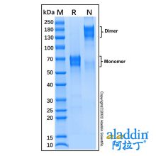 Recombinant Mouse OX40/TNFRSF4 Protein