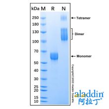 Recombinant Mouse TGF-beta RII Protein