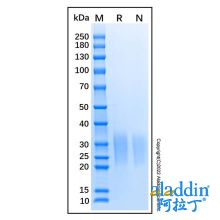 Recombinant Mouse Activin RIIA Protein