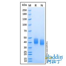 Recombinant Mouse Mesothelin Protein