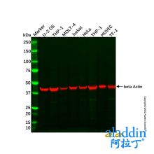 THP-1 Whole Cell Lysate