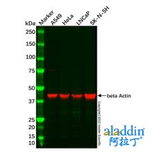 SK-N-SH Whole Cell Lysate