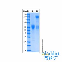 Recombinant Human IFN-alpha/beta R2 Protein