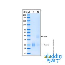 Recombinant Human IL-17E Protein