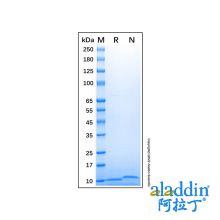 Recombinant Human CCL17/TARC Protein