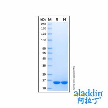 Recombinant Equine IL-1 beta/IL-1F2 Protein