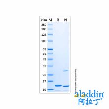 Recombinant Rat Leptin Protein