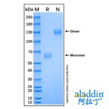 Recombinant Human CD72 Protein