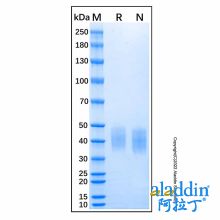Recombinant Human IFN-gamma R1 Protein
