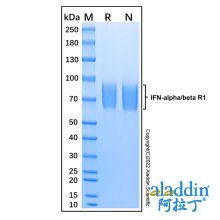 Recombinant Human IFN-alpha/beta R1 Protein