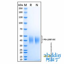 Recombinant Human PD-L2/B7-DC Protein