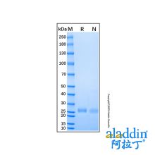 Recombinant Mouse CD40/TNFRSF5 Protein