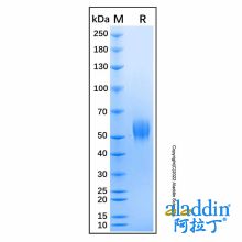 Recombinant Mouse GITR/TNFRSF18 Protein