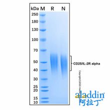 Recombinant Mouse CD25/IL-2R alpha Protein