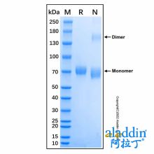 Recombinant Mouse IL-23 Protein