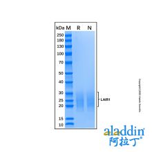Recombinant Mouse LAIR1 Protein