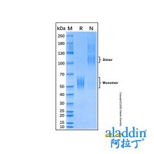 Recombinant Mouse IL-1Rrp2/IL-1R6 Protein