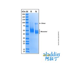 Recombinant Mouse CD4 Protein